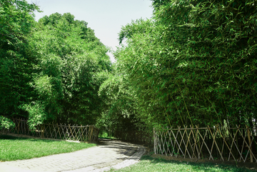 绿色竹林小道