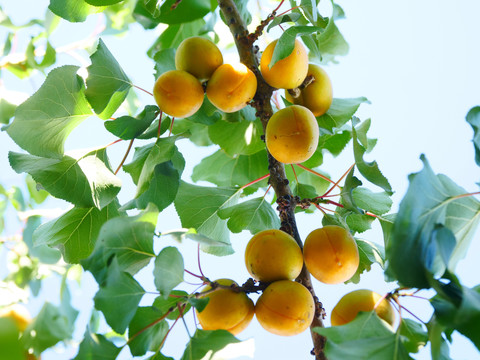 树上干杏