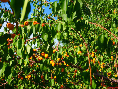 树上干杏果园