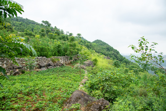 山间的农田