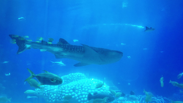 水族馆鲨鱼