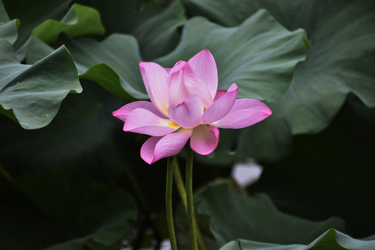 荷花特写