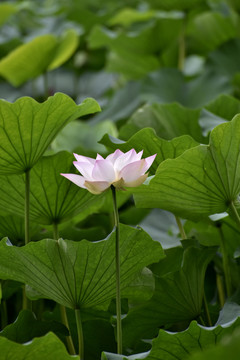 荷花特写