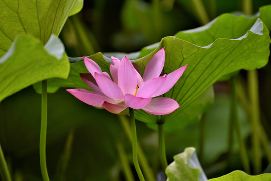 荷花特写