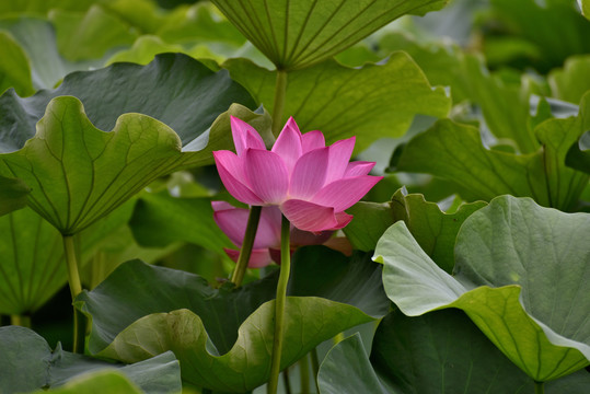 荷花特写