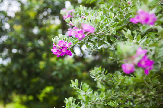 植物鲜花绿色背景