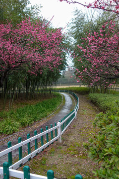 腊梅与路