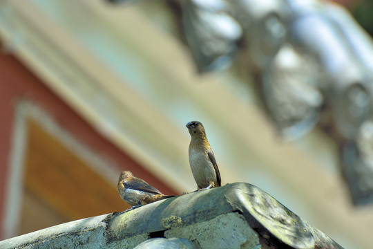 屋顶雀鸟