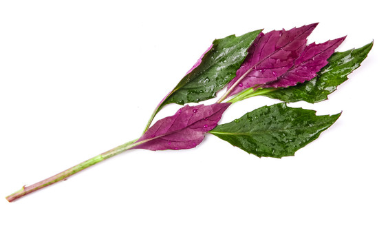 紫红背菜