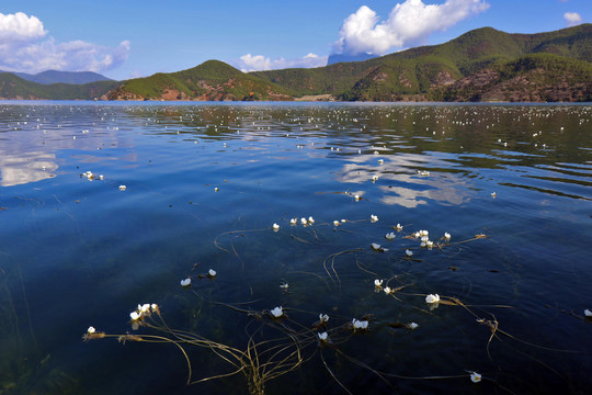 云南泸沽湖的水性杨花成为夏日旅