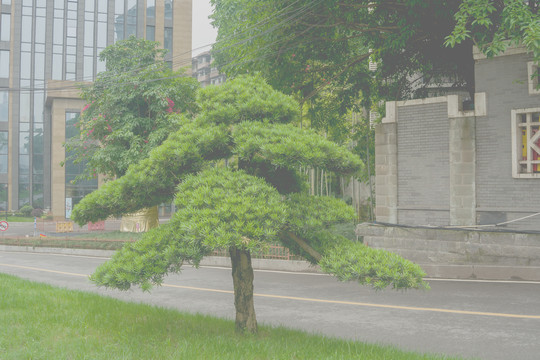 松树