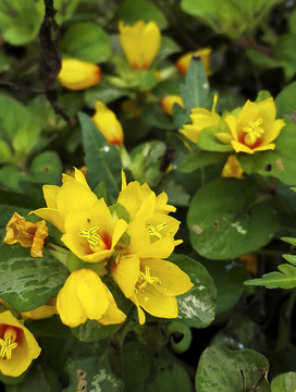 园林黄色花朵特写