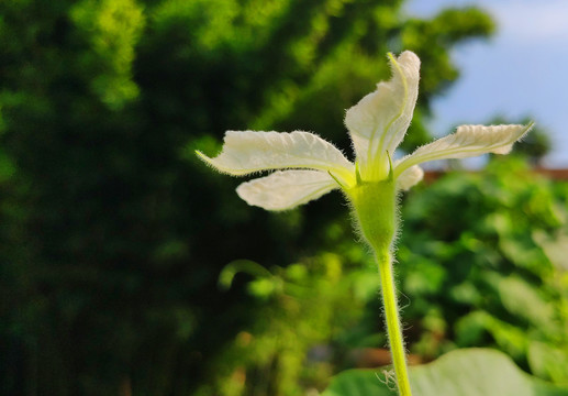 葫芦花