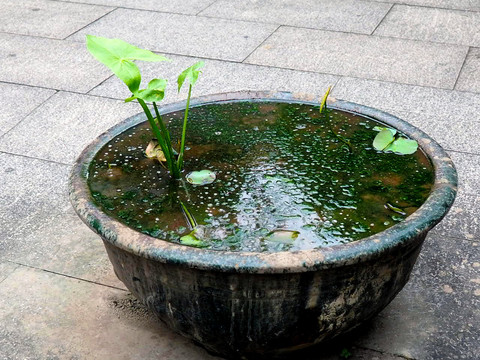 水植物