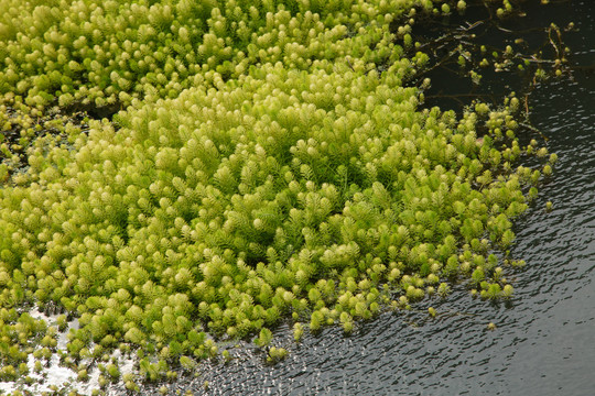 水草