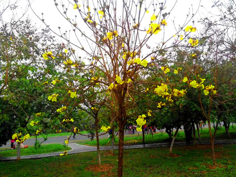 树上黄花