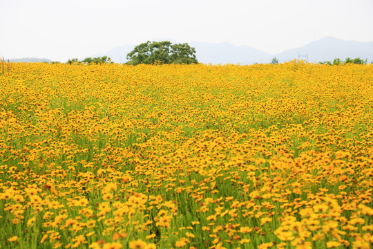 金鸡菊