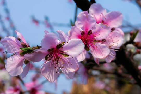 桃花