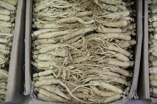 人参