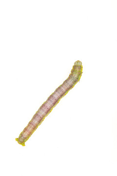 毛毛虫