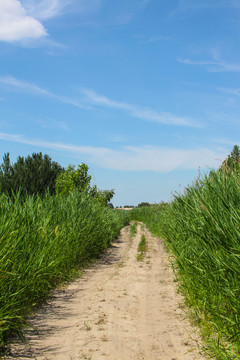 田间路