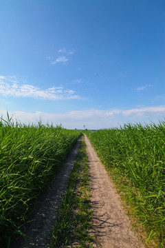 乡间小路