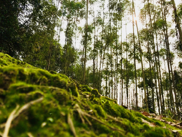 树林 夕阳 苔藓