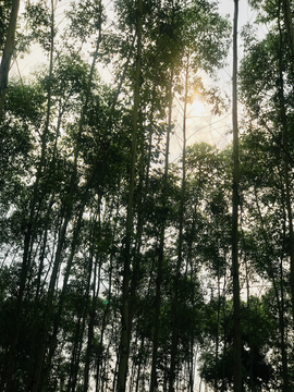 树林 阳光