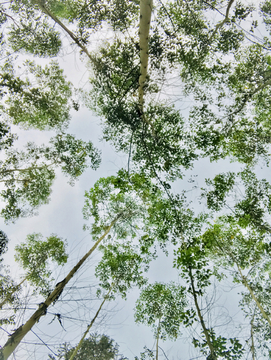 树 天空