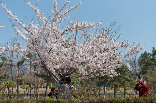 樱花树