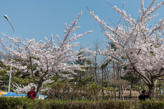 樱花树