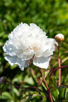 芍药花开