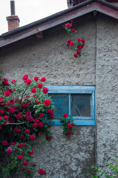 房后的蔷薇