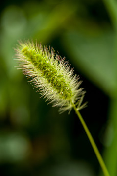 狗尾巴草