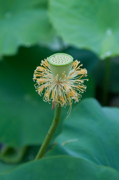 莲