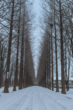 林荫大道的雪景