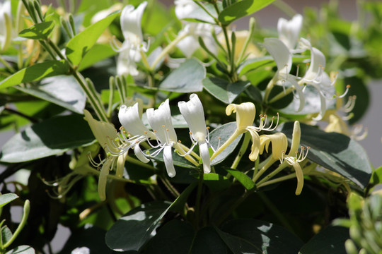 金银花