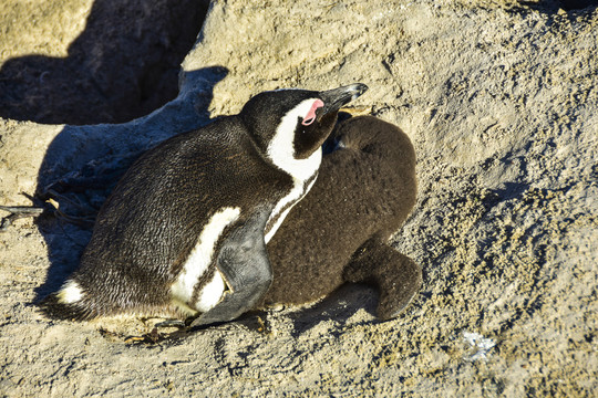 斑嘴环企鹅