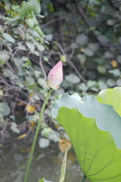 荷花花蕾