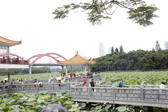 荷花池景点