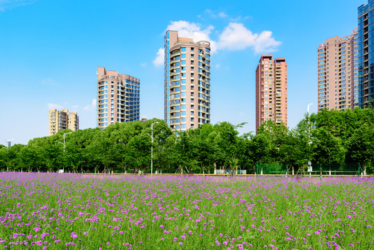 马鞭草与城市建筑风光