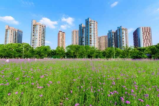 城市公园马鞭草