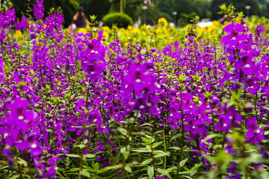 紫色的金鱼草花丛
