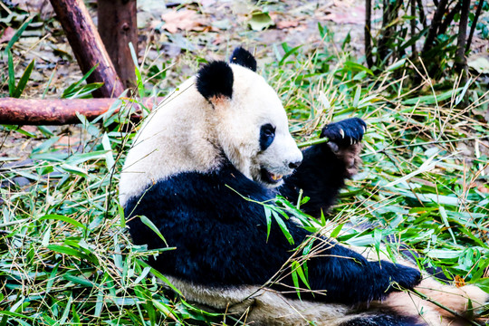 正在啃竹子的大熊猫