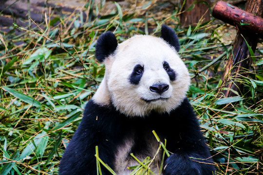 一堆竹子旁边的大熊猫
