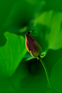 莲花荷花蜻蜓