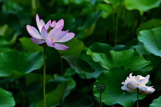 荷花莲花