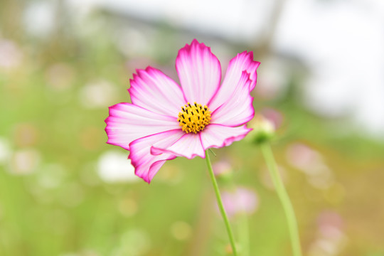 花海花瓣