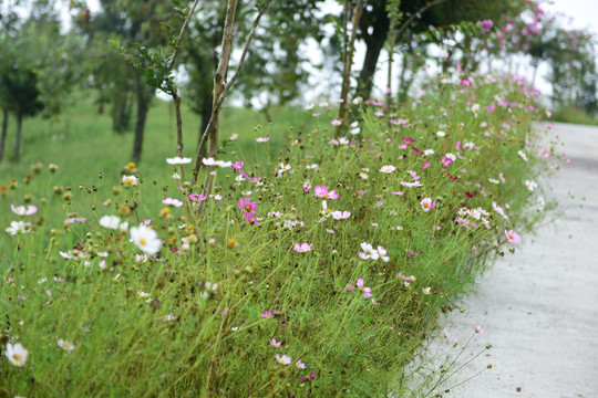 格桑花开