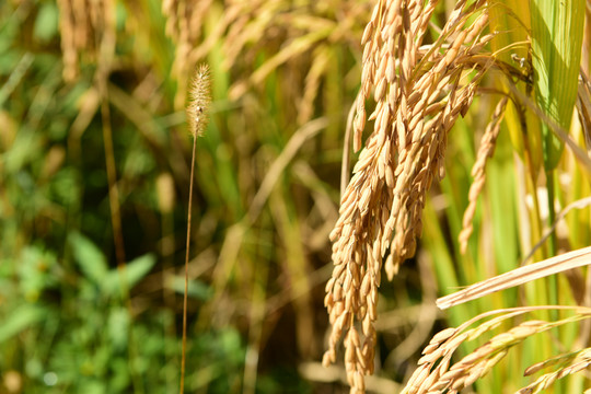 稻粒稻谷粮食